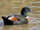 ?? (WWT Slimbridge 20) - pic by Nigel Key